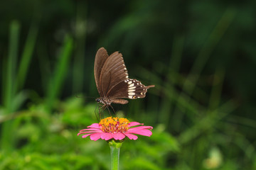 Butterfly on flowers