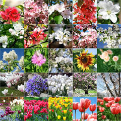 Collage with lots of colorful flowers