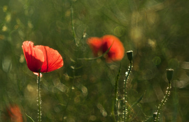 Fototapeta premium Abstract wild poppies