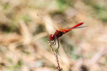 Red dragonfly on a branch on the island of Thassos Greece