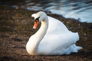 Swan resting on the shore in Helsinki, Finland