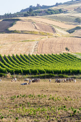 Obraz premium Flock of sheeps with vineyards in the background in Sicily