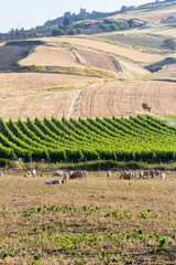 Flock of sheeps with vineyards in the background in Sicily