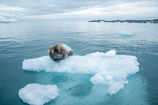 Arctic spring in south Spitsbergen