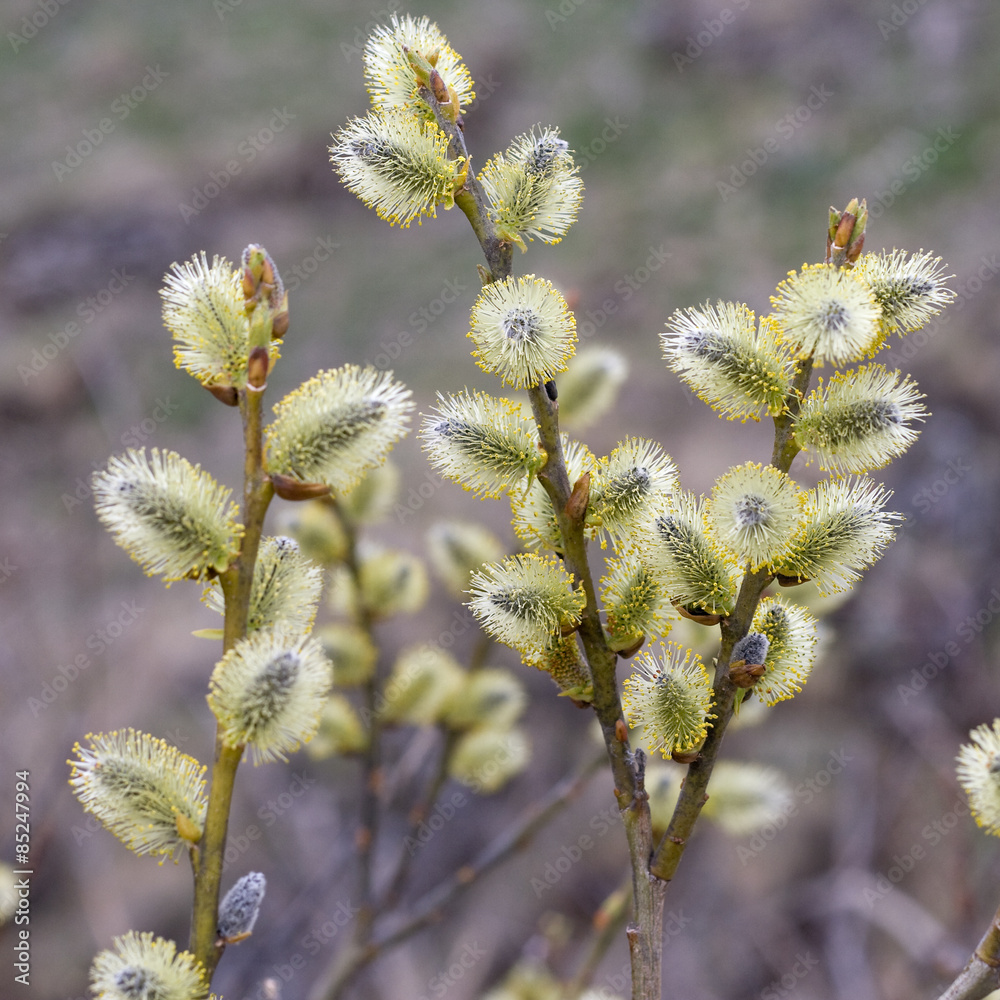 Wall mural willow (salix caprea) branches with buds blossoming in early spr