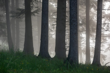 Fog in the Forest. Foggy Morning in the Pine Forest.
