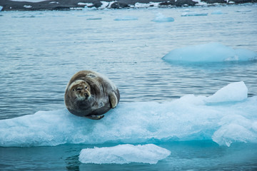 Arctic spring in south Spitsbergen © KrisGrabiec