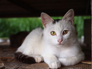 ベンチの下の猫