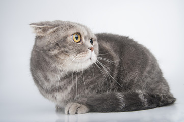Portrait of a frightened cat. Breed Scottish Fold..