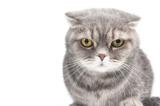 Portrait of a gloomy cat. Breed Scottish Fold..