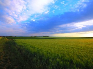 Obraz premium Dramatischer Himmel über dem Gerstenfeld