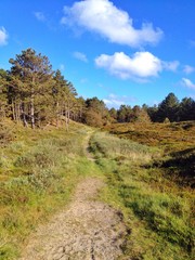 Pfad durch idyllische Heidelandschaft