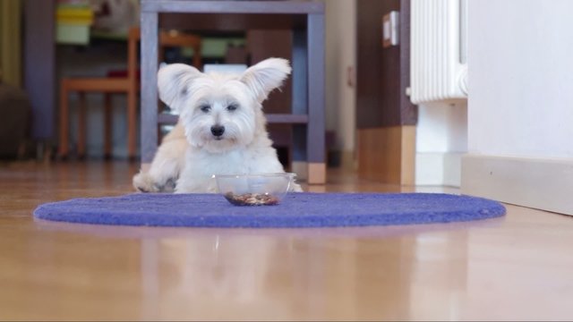 Dog is taking relax at home - animal concept