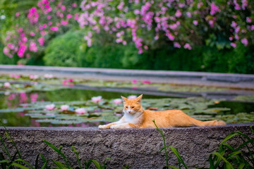 Naklejka na ściany i meble The red cat is lying on the edge of the pool with lilies