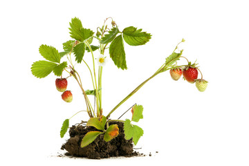 Strawberry plant with roots and soil isolated on white