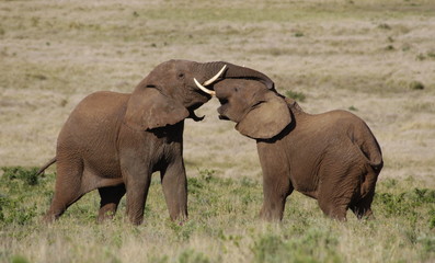 2 Bull elephants fighting