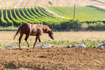 Brown Stallion in Sicily with vineyard on the background. Warm natural light. 