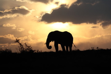 Fototapeta na wymiar Elephant silhouette at sunset 
