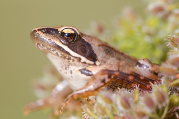 bébé grenouille agile profil