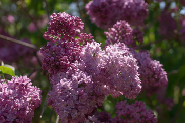 Lilac selective focus