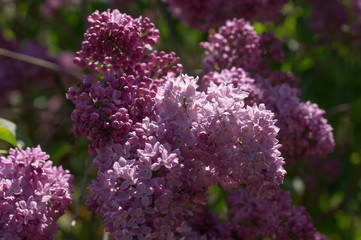 Lilac selective focus