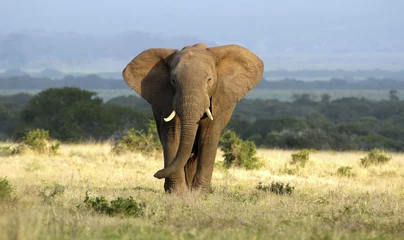 Fototapeten Ein riesiger Elefantenbulle nähert sich in goldenem Licht © fishcat007