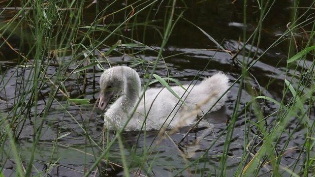 The young swan