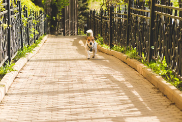 Cute dog walking off leash on an alley