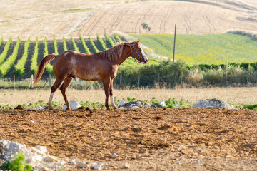 Brown Stallion in Sicily with vineyard on the background. Warm natural light. 