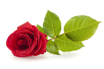Red Rose isolated