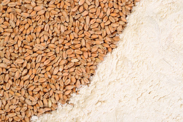 Wheat grains and white flour