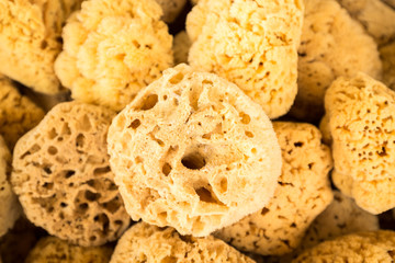 Collection of sea sponges in Florida