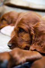 newborn small puppy of  irish setter