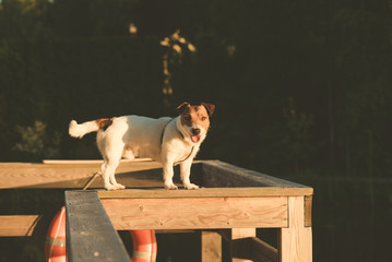 Nimble dog balancing on wooden beam at pier