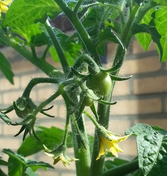 Growing Tomato Plant