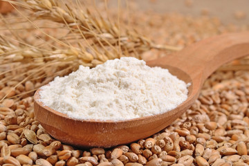 White flour in a wooden spoon and ears of wheat on a wheat grain