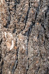 Tree bark texture