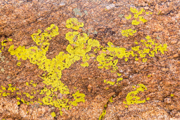 Close up of green lichen on granite rocks