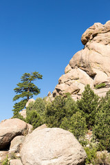 Lone Ponderosa Pine at Turtle Rocks Colorado