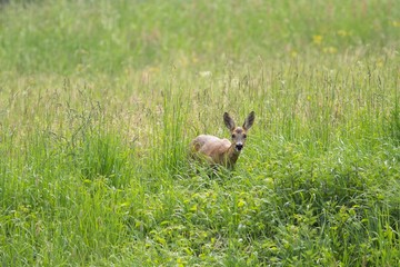 Junges Reh / young deer