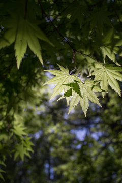 Sunlight filtering through green maple leaves, Fukushima Prefecture, Japan