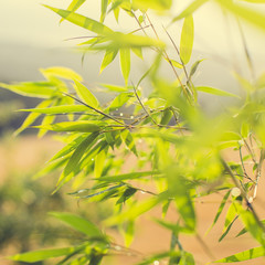 Green plant leaves close up on a yellow sunflare
