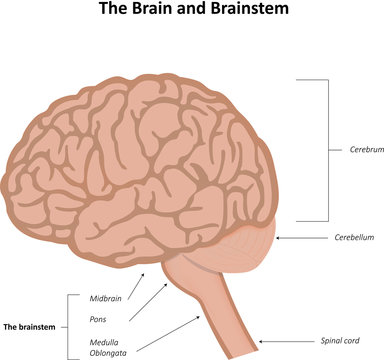 The Brain and Brainstem