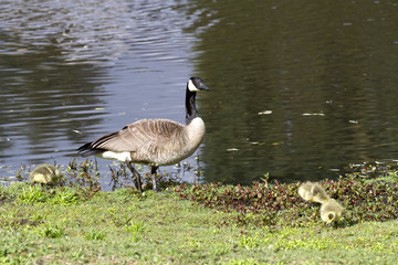Geese Family