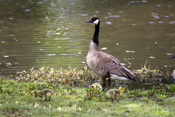 Canada Goose with Goslings