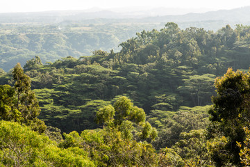 View of jungle from Okolehao Trail Kauai