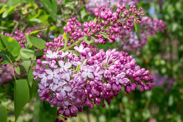 Fototapeta na wymiar Lilac selective focus