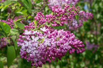 Lilac selective focus