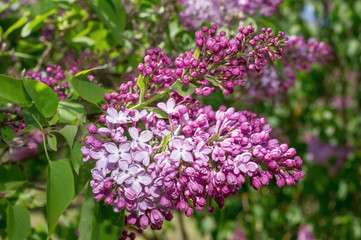 Lilac selective focus