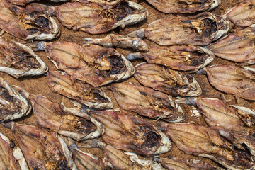Inde. Poissons séchés, village de Cuddalore, Tamil Nadu